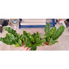 Asplenium Cobra М 1400p