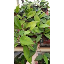 Hoya pubicalyx cv. Royal Hawaiian Purple 10 cm pot
