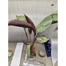 Calathea vaginata 1600р