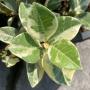 Ficus sp.(T55)(white variegated)(climbing).