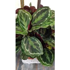 Calathea Medallion