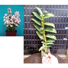 Дендробиум Лаки Герл / Den. Lucky Girl