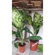 Dieffenbachia seguine crown 1p pot