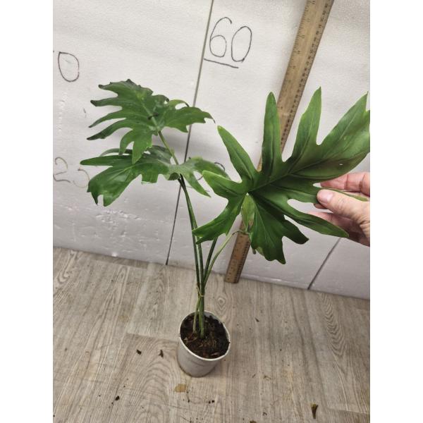 philodendron selloum bipinnatifidum pot 650p