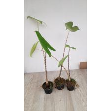 Alocasia Zebrina 6 cm pot 450p