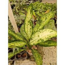 Dieffenbachia sp Hong Hern 1500p