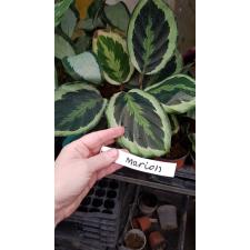 Calathea 'marion' pot