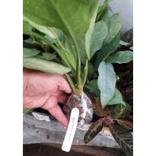 Aglaonema Ngern Tem Baan 33
