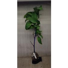 Odontadenia macrantha 347