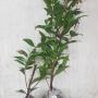 Syzygium paniculatum (orange leaf)