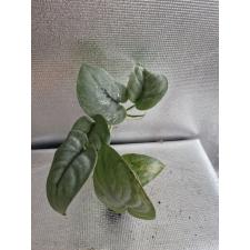 Scindapsus Platinum pot 500p