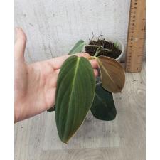 philodendron gigas  стакан Д 