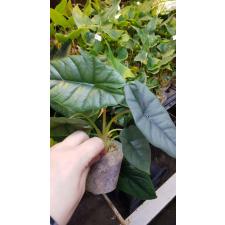 Alocasia Bisma2.5"B2ps. October