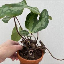 asarum sp горшок глина