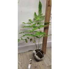 Гониофлебиум бородавчатый (плотные опушённые листья) / Goniophlebium verrucosum (dense hair leaf)