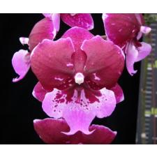 Phal. Chia Shing Hot Kiss '256'   2,5"  B06 sept.