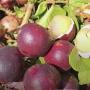 Dimocarpus longan ‘Crystal’ (red fruit)(seedling)
