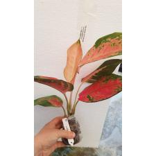 Aglaonema Pa Ram Ruay 46
