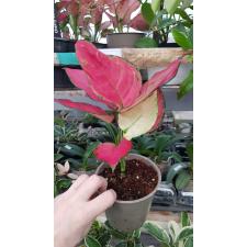 aglaonema sp red 17.07 pot