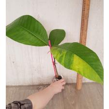 Gardenia sootepensis variegate 207