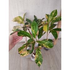 Codiaeum himarun dang