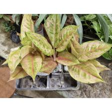 Aglaonema T28 Prakaipet