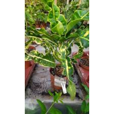 Codiaeum Ai Ya Rate 159
