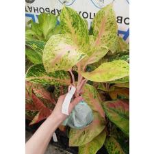 Aglaonema P-24 Tubtim