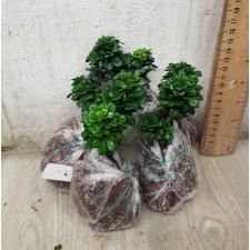 Aglaia odorata Dwarf (S) 4