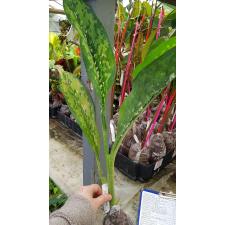 Dieffenbachia Dragon Scale312