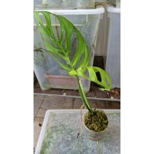 Monstera epipremnoides 'Esqueleto 2-lev 1500p