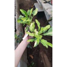 philodendron xanadu dwarf variegated 2500р