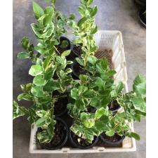 Цитрус медика альбомаргината / Citrus medica albomarginata