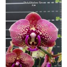 Phal. OX Luna Rosa 2.5“ B21 novem