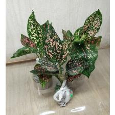Aglaonema rub gold galaxy A-91