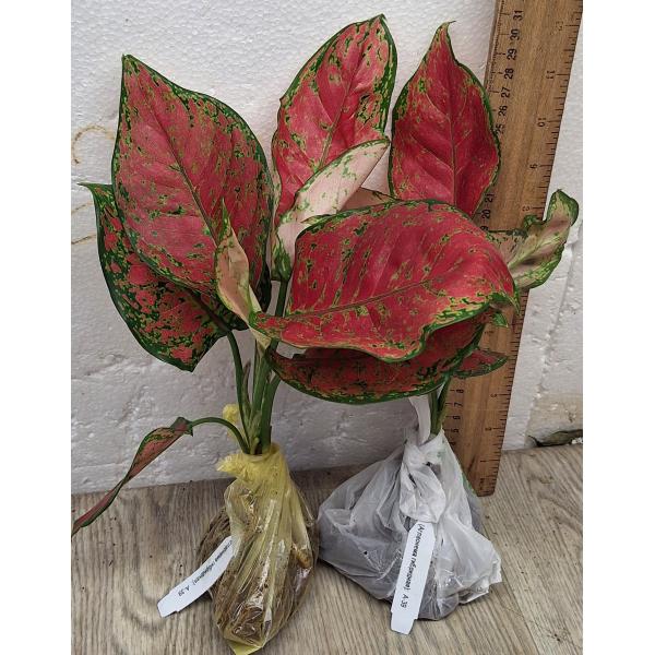 Аглаонема Супер Красная  / Aglaonema Super Red A-39