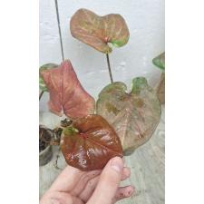 Caladium sp C-10