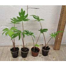 Алоказия Брансифолия / Alocasia brancifolia pot