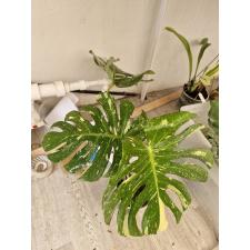 Monstera deliciosa ‘Thai Constellation 4500р