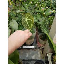 Anthurium Clarinervium x sib 3"
