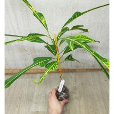 Codiaeum (T31) Yellow veination and green trilobe leaf 73