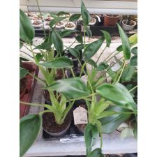 alocasia cucullata dwarf 11 cm pot 450р