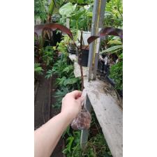 Codiaeum Black Beauty 111 уценка
