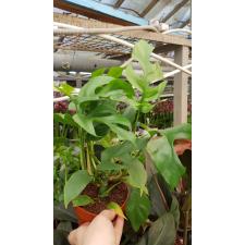 monstera minima