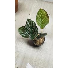 calathea ornata pinstripe 550р