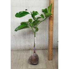 Tabernaemontana White Star 442