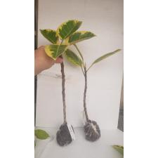 Ficus benghalensis 'Bengal Tiger'
