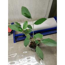 Ficus sp.(T19) Southern Thailand s 