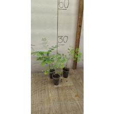 Caesalpinia pulcherrima сеянцы в стакане