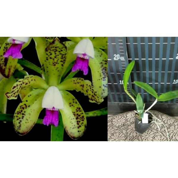 Каттлея гуттата / C.guttata